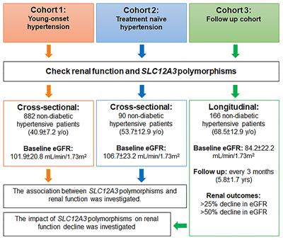 SLC12A3 Variation and Renal Function in Chinese Patients With Hypertension